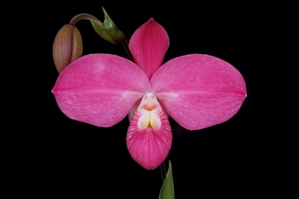 Phragmipedium Fritz Schomburg Pink on Pink AM/AOS 83 pts.